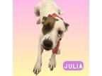 Adopt Julia a White Terrier (Unknown Type, Small) / Mixed dog in Palm Coast