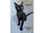 Adopt Eggplant a Black (Mostly) Domestic Shorthair (short coat) cat in Alamo