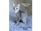 Adopt Danny Boy Sloan a Gray, Blue or Silver Tabby Domestic Shorthair (short