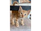 Adopt Briggs a Orange or Red Tabby Tabby (short coat) cat in Huntsville