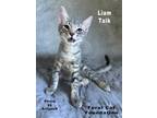 Adopt Liam a Gray, Blue or Silver Tabby Domestic Shorthair (short coat) cat in