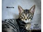 Adopt Morris a Brown Tabby Domestic Shorthair (short coat) cat in Alamo
