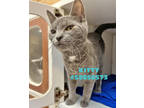 Adopt Kitty a Gray or Blue Domestic Shorthair / Domestic Shorthair / Mixed cat