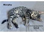 Adopt Murphy a Brown Tabby Domestic Shorthair (short coat) cat in Alamo