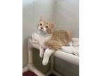 Adopt Corn a Tan or Fawn Domestic Shorthair / Domestic Shorthair / Mixed cat in