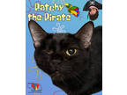 Adopt Patchy the Pirate a All Black Domestic Shorthair / Domestic Shorthair /