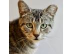 Adopt Gentry a Domestic Short Hair