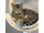 Adopt Gentry a Domestic Short Hair