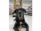 Adopt Dexter a Black Labrador Retriever / Mixed dog in Levittown, NY (38785626)