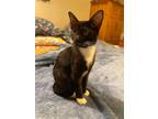 Adopt Donut a Black & White or Tuxedo Domestic Shorthair (short coat) cat in