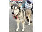 Adopt Kohana a Gray/Silver/Salt & Pepper - with White Siberian Husky / Mixed dog