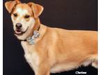 Adopt Joey a Tan/Yellow/Fawn Shepherd (Unknown Type) / Husky / Mixed dog in