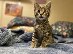 Adopt Boxcar Willie a Brown Tabby Tabby (short coat) cat in Huntsville
