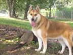 Adopt Jo Jo a Tan/Yellow/Fawn - with White Husky / German Shepherd Dog / Mixed