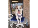 Adopt Zep a White - with Red, Golden, Orange or Chestnut Jack Russell Terrier /