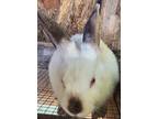 Adopt Pumpkin a White Other/Unknown / Mixed (short coat) rabbit in Olivet