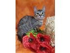 Adopt Roo a Gray or Blue Domestic Shorthair / Domestic Shorthair / Mixed cat in