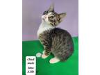 Adopt Chad a Gray or Blue Domestic Shorthair / Domestic Shorthair / Mixed cat in