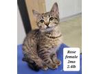 Adopt Rose a Gray or Blue Domestic Shorthair / Domestic Shorthair / Mixed cat in