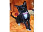 Adopt Norah a All Black Domestic Shorthair / Domestic Shorthair / Mixed cat in