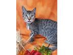 Adopt Ken a Gray or Blue Domestic Shorthair / Domestic Shorthair / Mixed cat in