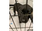 Adopt Summit a Black Labrador Retriever / Mixed dog in Marshall, TX (38785439)