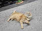 Adopt Emmy a Orange or Red Domestic Longhair (long coat) cat in mishawaka