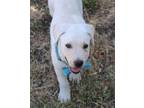 Adopt Marshmallow a White Border Collie / Blue Heeler / Mixed dog in Bandera