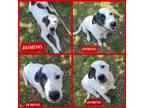 Adopt Domino a White - with Black Great Pyrenees dog in Ola, AR (38783681)