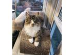 Adopt MaryAnn a Brown Tabby Ragdoll (medium coat) cat in Woodland, CA (37278996)