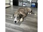 Adopt Melody a Gray/Silver/Salt & Pepper - with Black Catahoula Leopard Dog /