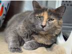 Adopt Sammi a Gray or Blue Domestic Shorthair / Domestic Shorthair / Mixed cat