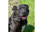 Adopt Zoey a Black American Pit Bull Terrier / Mixed dog in Abbeville