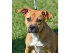 Adopt Annie a Tan/Yellow/Fawn Mixed Breed (Medium) / Mixed dog in Abbeville