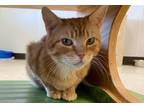 Adopt Pauline a Orange or Red Domestic Shorthair / Domestic Shorthair / Mixed