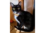 Adopt Cherish a Black & White or Tuxedo American Shorthair (short coat) cat in