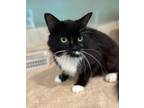 Adopt Link a All Black Domestic Mediumhair / Domestic Shorthair / Mixed cat in