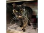 Adopt Spritzee a All Black Domestic Shorthair / Domestic Shorthair / Mixed cat