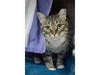 Adopt Princess Daisy a Brown or Chocolate Domestic Shorthair / Domestic