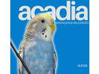 Adopt Acadia a Budgie bird in Troy, VA (38771432)