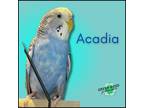 Adopt Acadia a Budgie bird in Troy, VA (38771432)