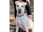 Adopt Scully a Labrador Retriever / Mixed dog in Jackson, MS (38784815)