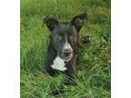 Adopt Virgie a Black - with White American Pit Bull Terrier / Mixed dog in Zuni