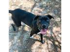 Adopt Kevin a Labrador Retriever / Mixed dog in Sunrise Beach, MO (38784702)