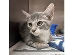 Adopt Hissy a Gray, Blue or Silver Tabby Domestic Shorthair (short coat) cat in