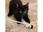 Adopt Spyro a All Black Domestic Shorthair / Mixed cat in Howard Beach
