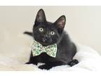 Adopt Tucker a Black (Mostly) Domestic Shorthair (short coat) cat in North