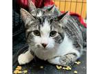 Adopt Bryce a Gray or Blue Domestic Shorthair / Mixed cat in Las Vegas
