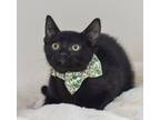 Adopt Chunk a Black (Mostly) Domestic Shorthair (short coat) cat in North