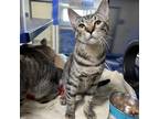Adopt Macaron a Gray or Blue Domestic Shorthair / Mixed cat in North Hollywood